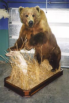 Alaska Taxidermy