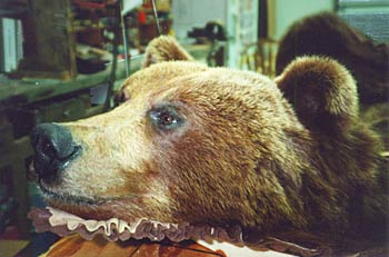 Alaska Taxidermy