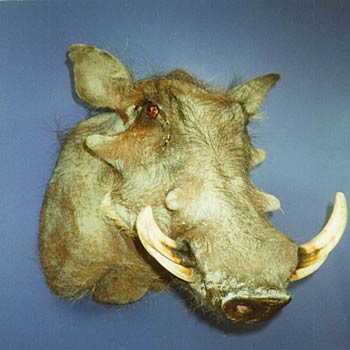 Alaska Taxidermy