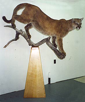 Alaska Taxidermy