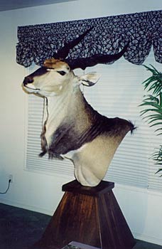 Alaska Taxidermy