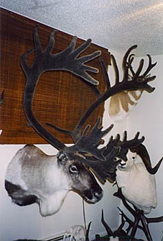 Alaska Taxidermy