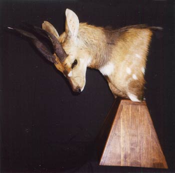 Alaska Taxidermy
