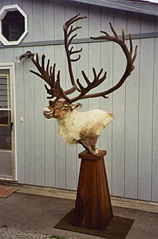 Alaska Taxidermy