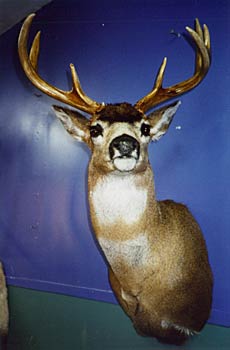 Alaska Taxidermy