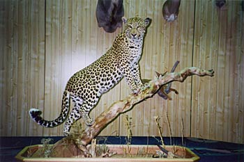 Alaska Taxidermy