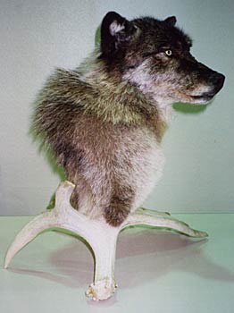 Alaska Taxidermy