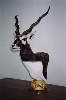 Alaska Taxidermy