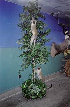 Alaska Taxidermy