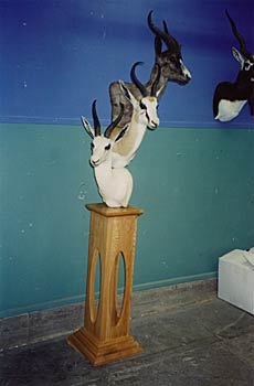 Alaska Taxidermy