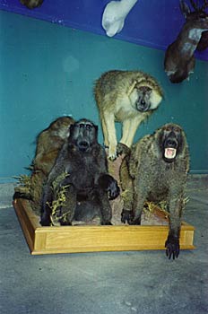 Alaska Taxidermy