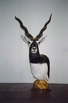 Alaska Taxidermy