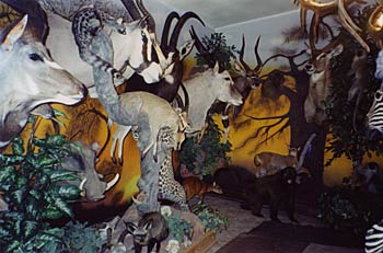 Alaska Taxidermy