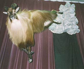 Alaska Taxidermy