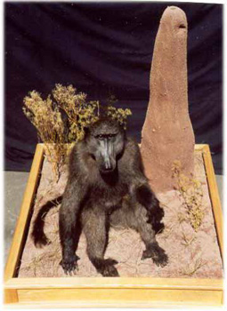 baboon