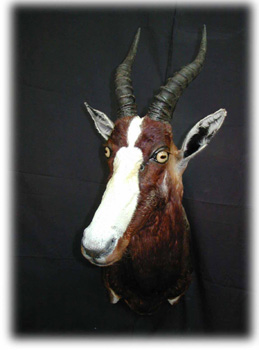 bontebok