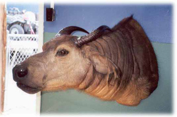 dwarf-forrest-buffalo