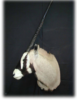 gemsbok