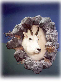 goat-in-rocks