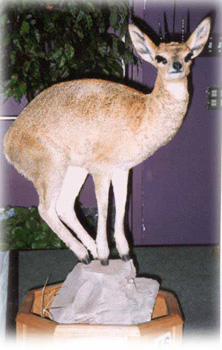 klipspringer