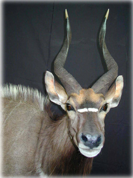 nyala2