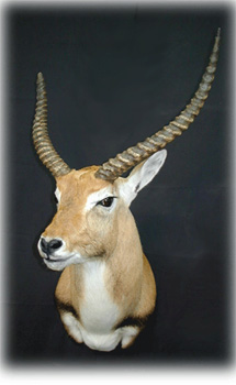 redlechwe