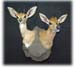 steinbok-and-duiker