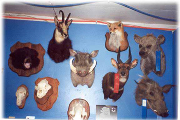 wall-o-critters