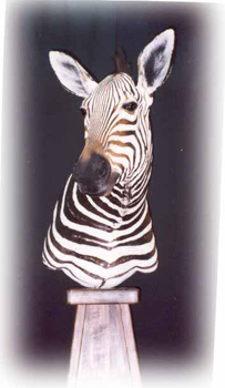 zebra2